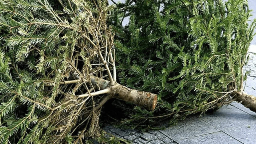 Kerstbomen inleveren in Dalfsen (met beloning voor kinderen)