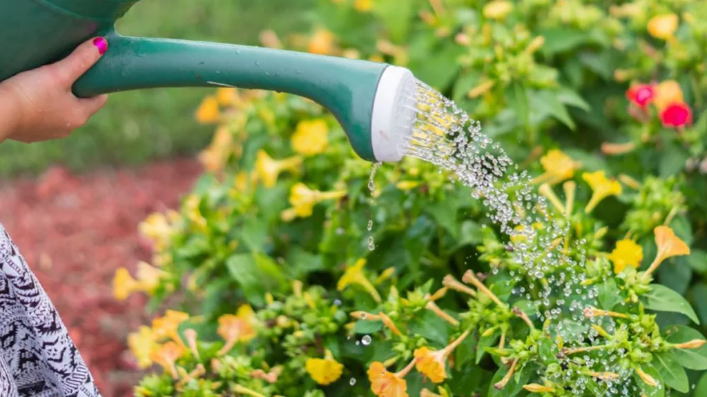 De Klussendienst zoekt Tuinklusvrijwilligers De Klussendienst zoekt Tuinklusvrijwilligers