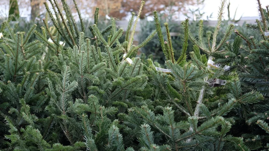 Gratis kerstbomen inleveren: beloning voor jeugd
