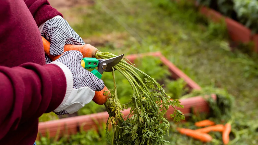 Moestuinieren met de natuur: Plannen voor Voedselbos