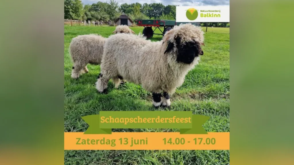 Schaapscheerdersfeest bij Natuurboerderij Balkinn Schaapscheerdersfeest bij Natuurboerderij Balkinn