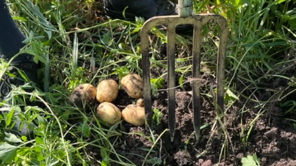 Kom aardappelen rooien in voedselbos Nieuwleusen